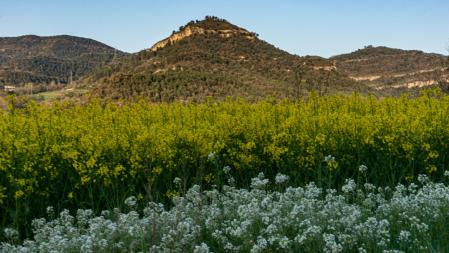 Amarillo de la colza en la Plana.