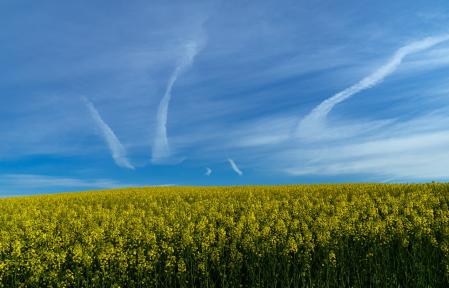 Detalle de la colza con el cielo azul con estelas.