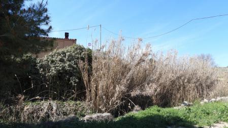 Solución al Reto visual del jilguero con su posición señalizada.