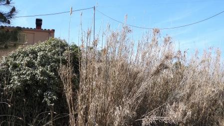 La solución al Reto visual del jilguero.