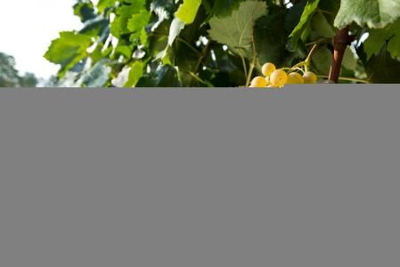 Xarel·lo de la DO Penedès