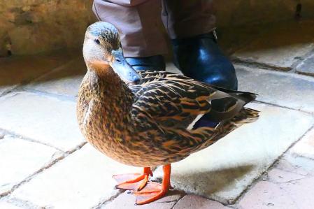 Cuaca, en el claustro del monasterio de Pedralbes.