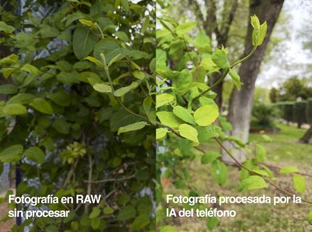 En esta foto se observa cómo la inteligencia artificial del Xiaomi 12 Pro detecta que estamos ante un motivo vegetal y potencia la intensidad del verde.