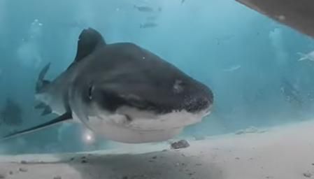 Una cámara diminuta de 360 grados ha capturado el momento en que un tiburón intenta devorarla