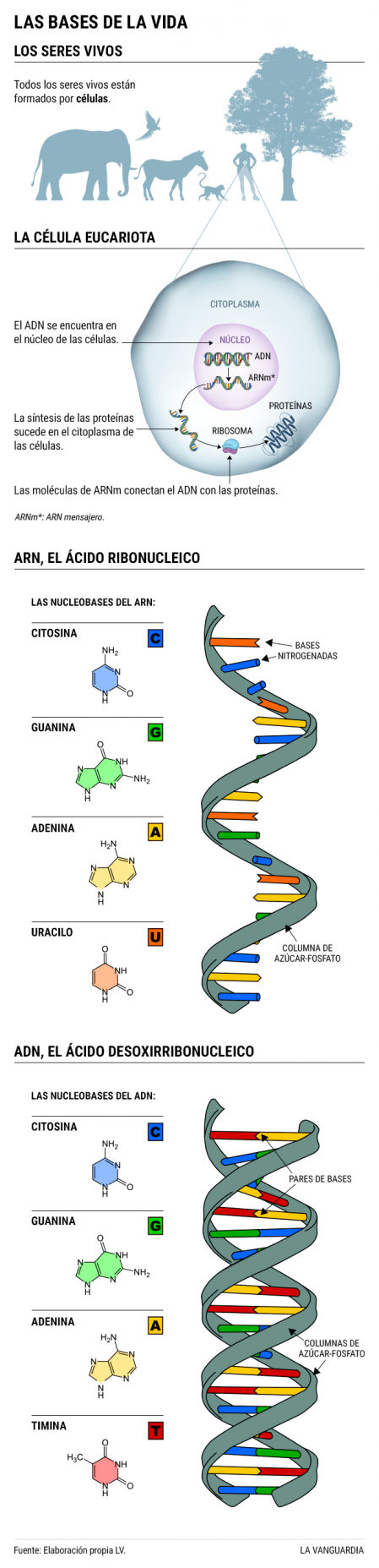 Las nucleobases de ADN y ARN, presentes en las células de los seres vivos y que configuran nuestra genética, pudieron producirse en la materia interestelar de asteroides que chocaron contra la Tierra como meteoritos, trayendo los componentes de la vida a nuestro planeta