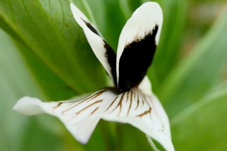 Flor de habas, en marzo.