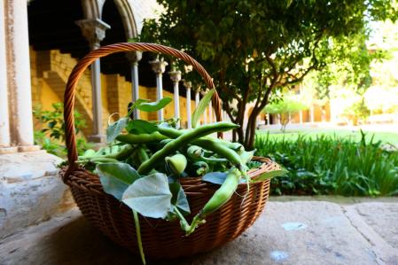 Habas recogidas en abril.