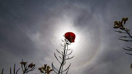 Amapola en el halo solar.