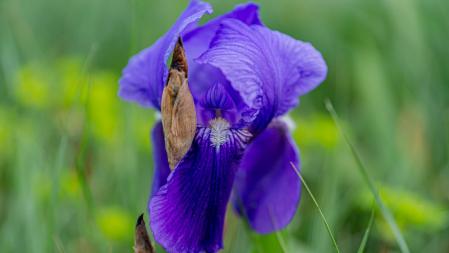 La primavera luce en los campos de Manlleu.