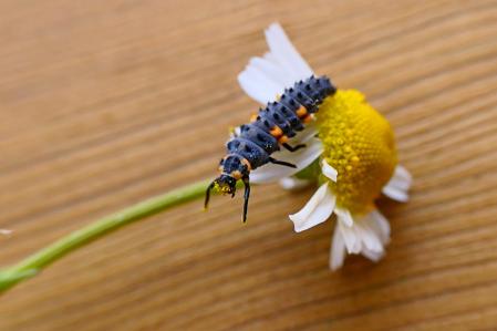 Larva de mariquita.