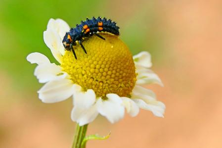 Larva de mariquita.