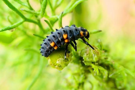 Larva de mariquita.
