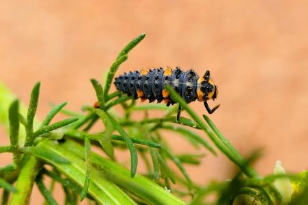 Larva de mariquita.
