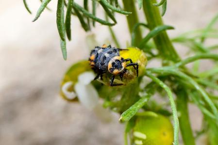 Larva de mariquita.