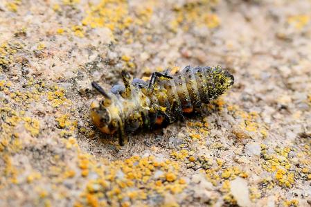 Larva de mariquita.