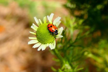 Detalle de la mariquita adulta.