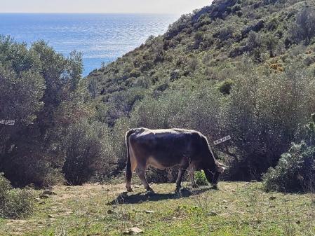 Pastoreo para prevenir incendios en el Cap de Creus.