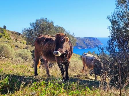 Pastoreo para prevenir incendios en el Cap de Creus.