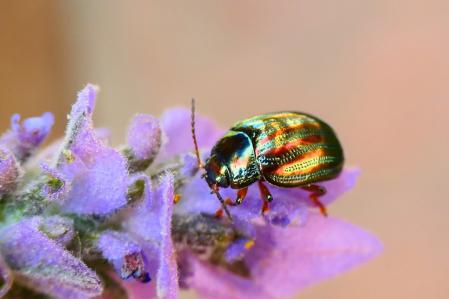 El escarabajo metalizado del romero.