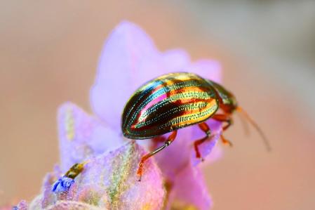 El escarabajo metalizado del romero.