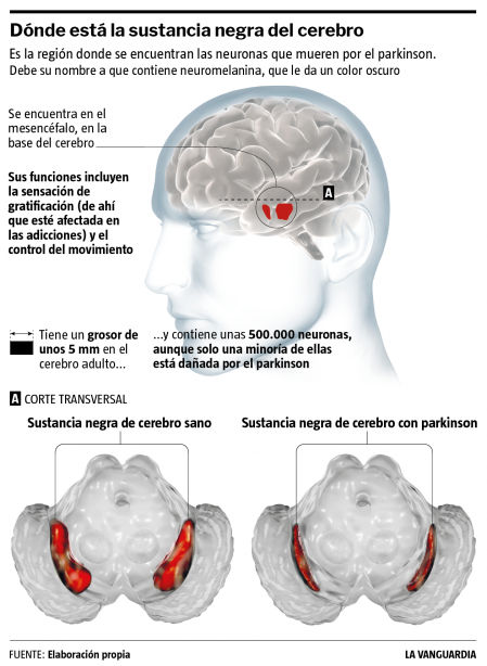 Dónde está la sustancia negra del cerebro