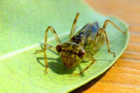 Larva de libélula.