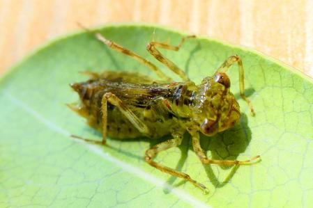 Larva de libélula.