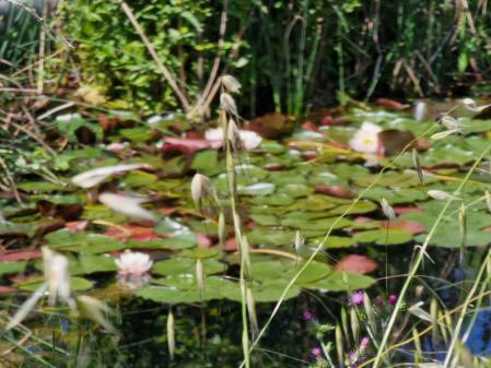Nenúfares en Gallecs.