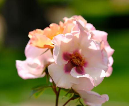 Rosas del concurso internacional en el Parc de Cervantes de Barcelona.
