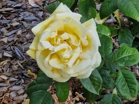 Rosas en el parque de Torreblanca de Sant Just Desvern.