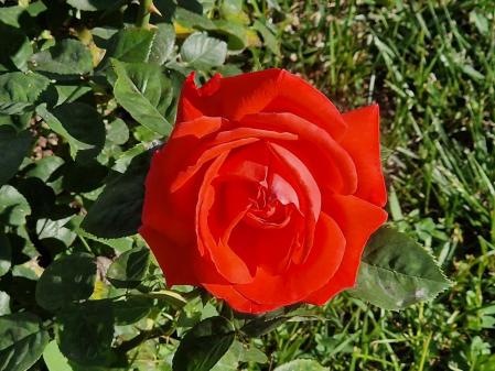 Rosas en el parque de Torreblanca de Sant Just Desvern.