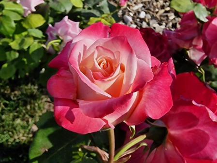 Rosas en el parque de Torreblanca de Sant Just Desvern.