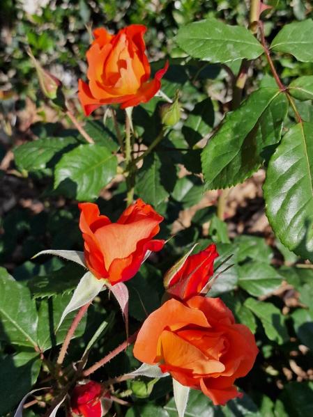 Rosales del Parque de Cervantes.