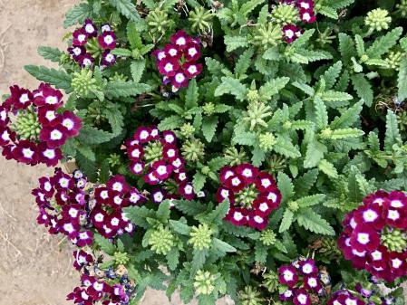 Vista cenital de una verbena hortensis