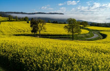 Paisaje de colza en Gurb.