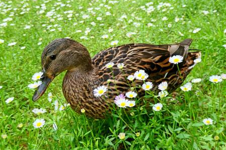 Cuaca, entre las flores.