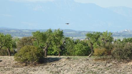 El busardo ratonero volando.