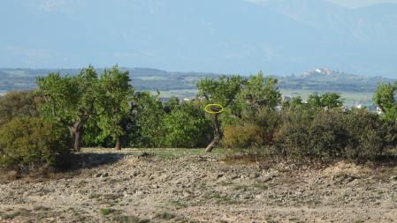 Solución al Reto visual, con la posición del pájaro señalizada.