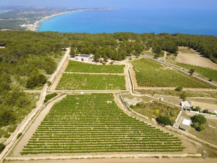 Viñedos de la Bodega Terramoll en la isla de Formentera