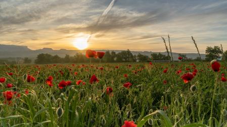 Campo de amapolas al amanecer en Manlleu.