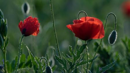 Campo de amapolas al amanecer en Manlleu.