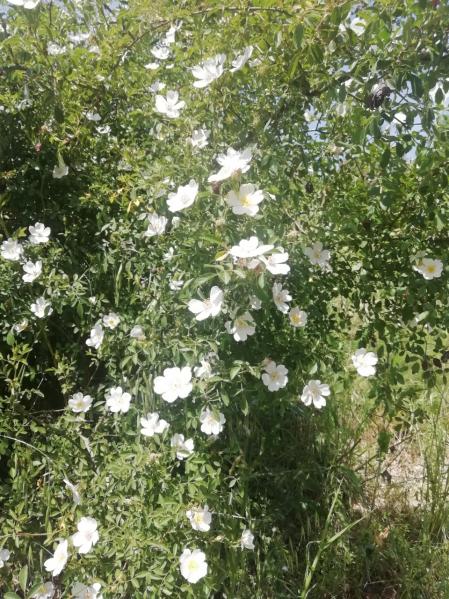 Rosal silvestre.