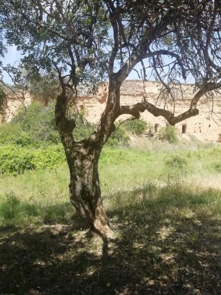 Algarrobo en el campo de Sant Pere de Ribes.