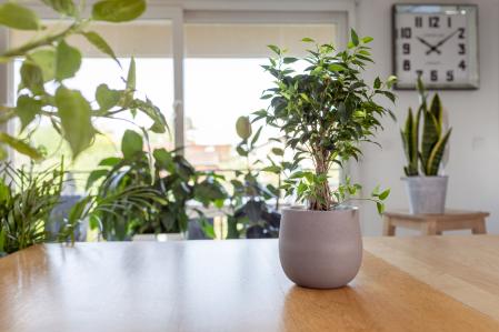 Un pequeño ejemplar de ficus sobre una mesa