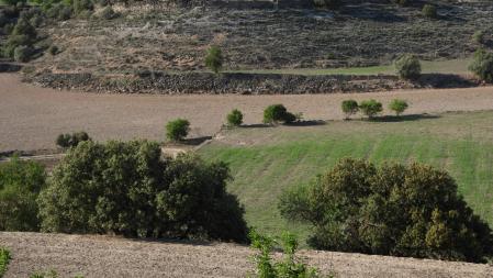 Reto visual: ¿Dónde están los cinco conejos?