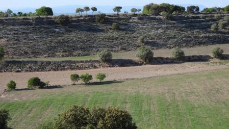 Reto visual: ¿Eres capaz de ver a los cinco conejos?