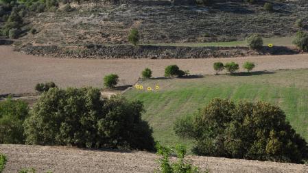 Solución al Reto visual del conejo.
