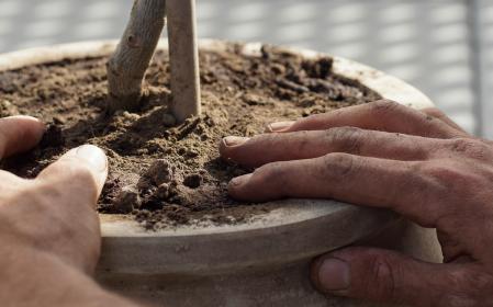 Es mejor cultivarlo en una maceta de arcilla