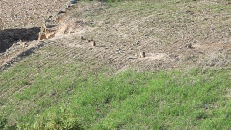Reto visual: ¿Ves a los cinco conejos?