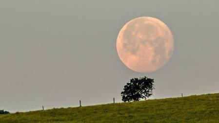 Luna rosa poniéndose al amanecer.